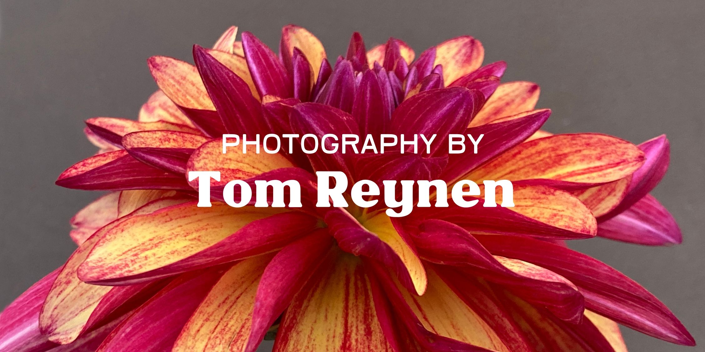 tom-reynen-art